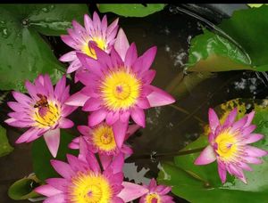 Tropical Water Lily