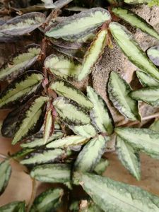 Pellionia Vine