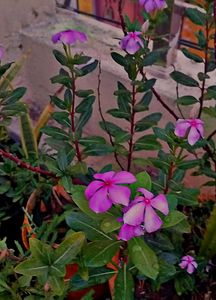 Combo Of 7 Air Purifier Plants