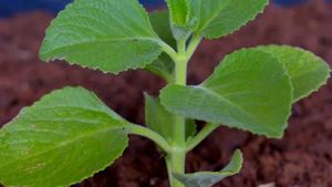 Ajwain Plant