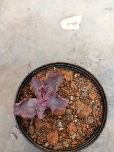 Echeveria Dragon Queen
