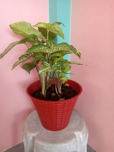 Nephthytis