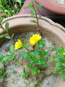 Double Petals Portulaca