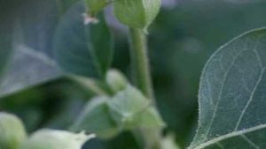 Plant And Seed