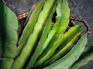 Dragon Fruit Cuttings and with roots combo.