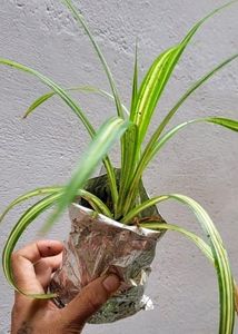 Pack 2 Turtle Vine &amp; Pandanus veitchii Plant 🌵