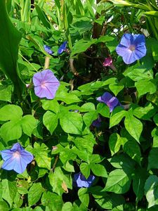 Six Morning Glory Saplings