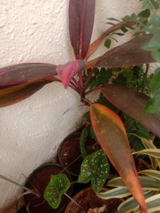 @sunder_kumar Plants