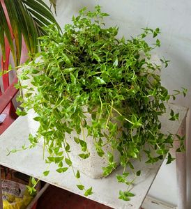 Turtle Plant 🌵& Pot