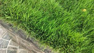 English Grass/Bermuda Grass