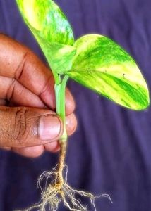 Decorative Money Plants