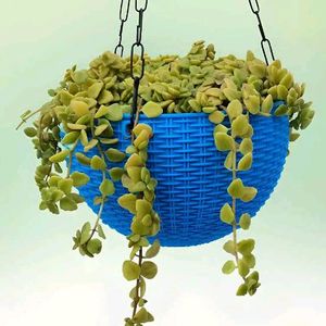 Hanging Plants Combo Of 11