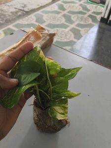 Money 🌱plants💯 Pure quality
