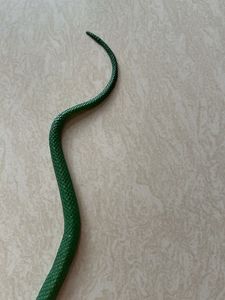 Snake Toy