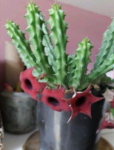 Red Dragon Flower Live Plant