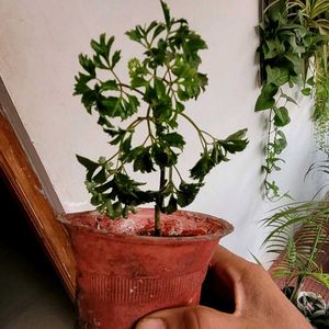 3 Set  Bear &amp; money &amp; Ming Aralia Plants🪴