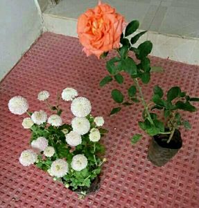 Set 2 Beautiful Sewanti  & Gulab Plants