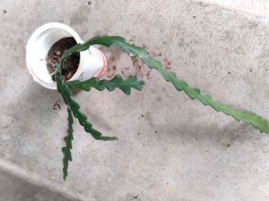 collection of various plants combo