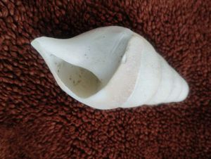 White Seashell 100/150 Year Old.