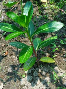 Nayantara Plant Sadabahar