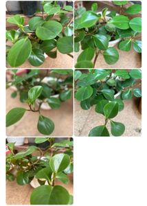 Peperonima Live Rooted Plant With Pot