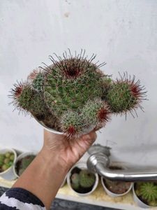 Combo Cactus!! BIG!!