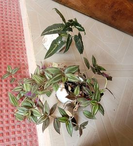 3 Set. Syngonium &amp; Callisia &amp; Zebronics Plants🪴