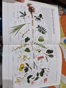 Visual Dictionary