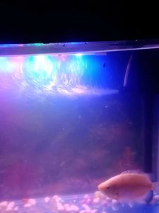 Aquarium - Perfect for Fish!