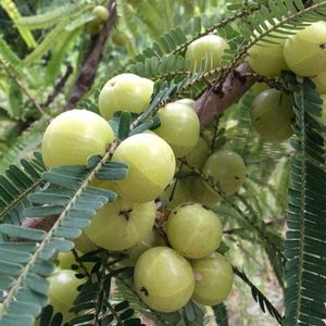 Fresh Amla (Indian Gooseberry) Plants Pack Of 1