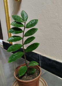 ZZ plant With Pot