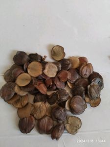 Harsingar plant seeds