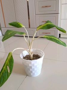Live Indoor Plant