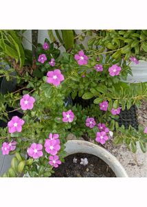 Beautiful Flowering plants seeds
