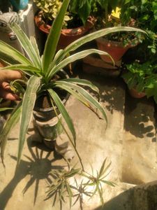 Long Spider Plant With Two Beautiful Baby