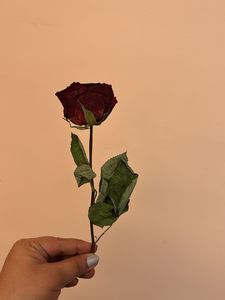 Real Dried Rose
