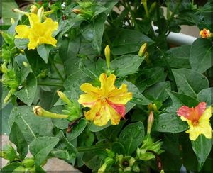 3 Colour 4 o&#39;clock Plant Seeds
