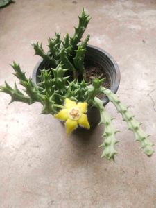Unique Yellow Flower Cactus Only Cutting