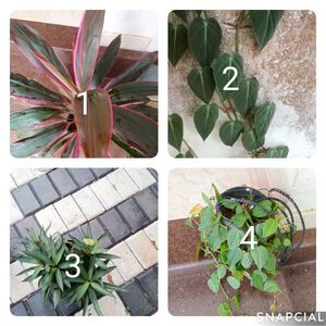 You Can Select 10 Live Root Plants