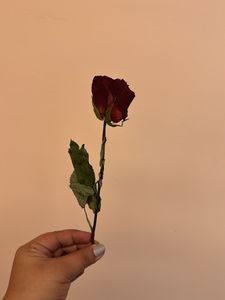 Real Dried Rose