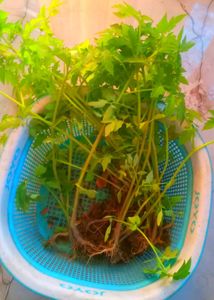 Tomato Plants