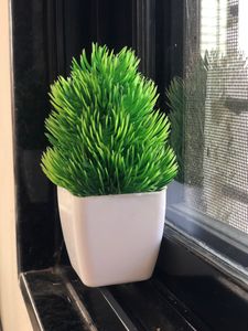 Small Tree Pot For Home Decoration ❤️