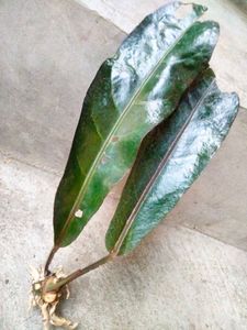 Rare Black Glossy  Anthurium Cutting With Roots