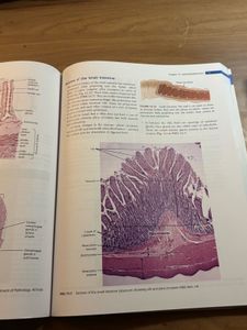 Histology Text &amp; Atlas