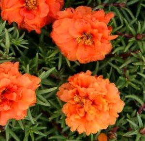 Moss rose plant