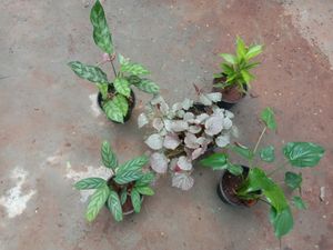 Plants