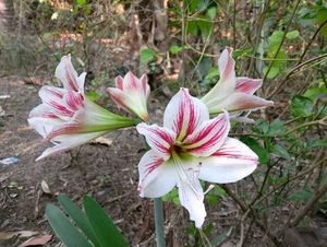 Amaryllis Lilly Bulbs - Set Of 3