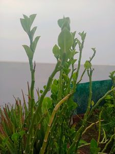 Stems Of Naagdon,Modern Plants Live Naagdon/Nagdon Medicinal Plant