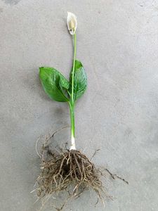 Combo 5 Live Plants