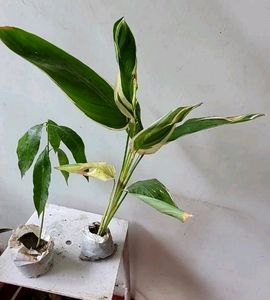 Pack 2 Big Mango 🥭 &amp; NeverNever Plants